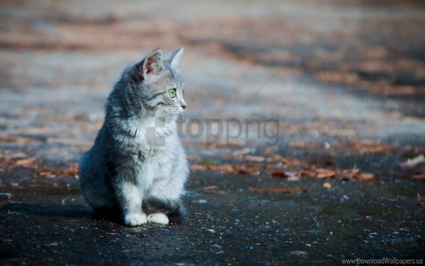 face furry kitten sitting wallpaper High-quality transparent PNG images