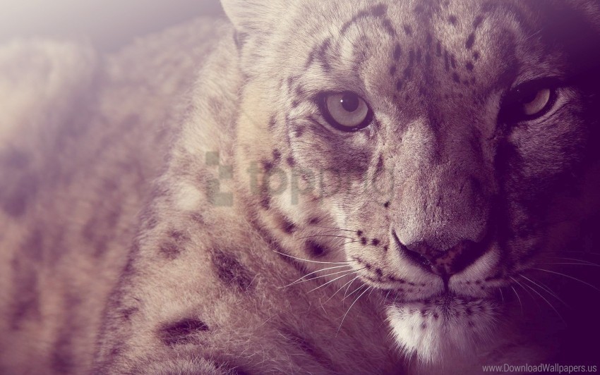 face glare light snow leopard spotted wallpaper Isolated Subject on Clear Background PNG