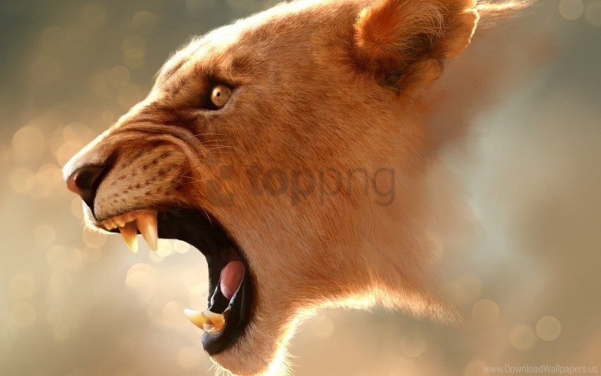 face glare lion pro teeth wallpaper Isolated PNG Image with Transparent Background