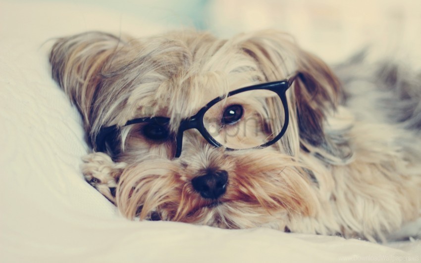 Face Glasses Yorkshire Terrier Wallpaper PNG With Isolated Object And Transparency