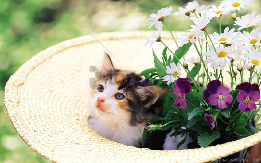 face grass hat kitten wallpaper Clear PNG pictures free