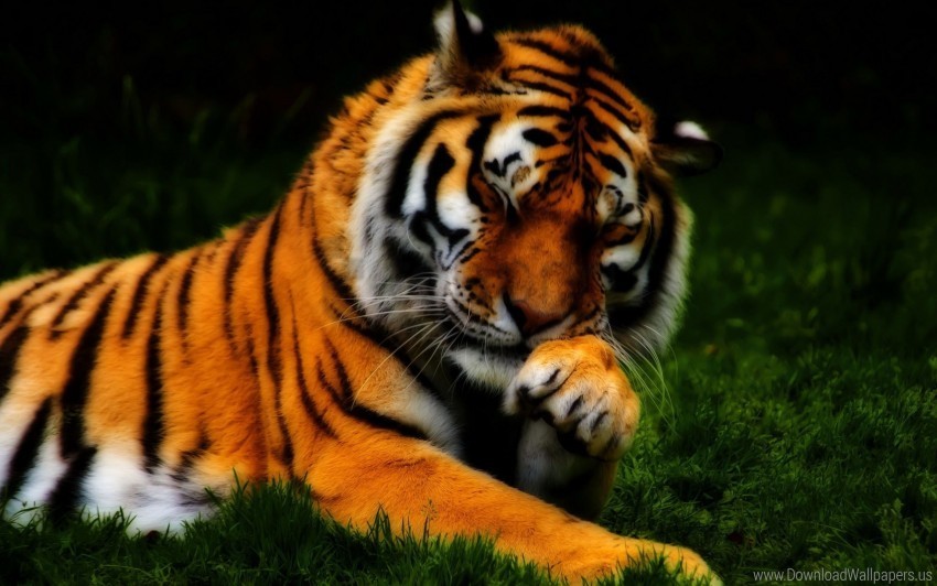 face grass hdr predator tiger wallpaper PNG for educational projects