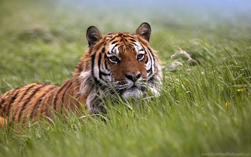 face grass hide tiger wallpaper PNG images with no background necessary