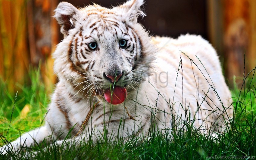 face grass holiday striped tiger wallpaper PNG with Isolated Transparency