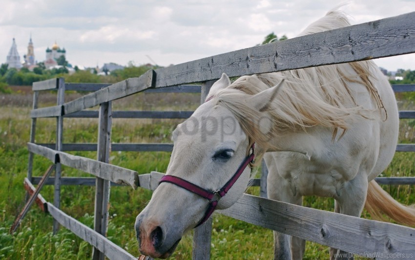 face grass horse paddock wallpaper Isolated Character on Transparent Background PNG