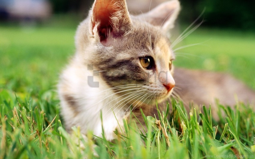 face grass kitten look wallpaper PNG graphics with transparent backdrop