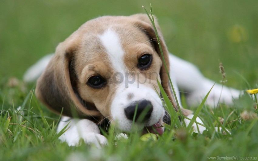 Face Grass Lie Down Puppy Wallpaper High-resolution PNG Images With Transparency Wide Set