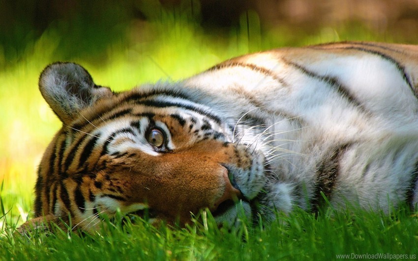 face grass lie look tiger wallpaper Free PNG download