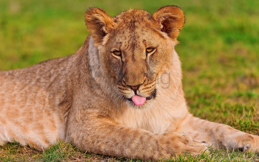 Face Grass Lion Lioness Wallpaper Transparent Background PNG Images Complete Pack