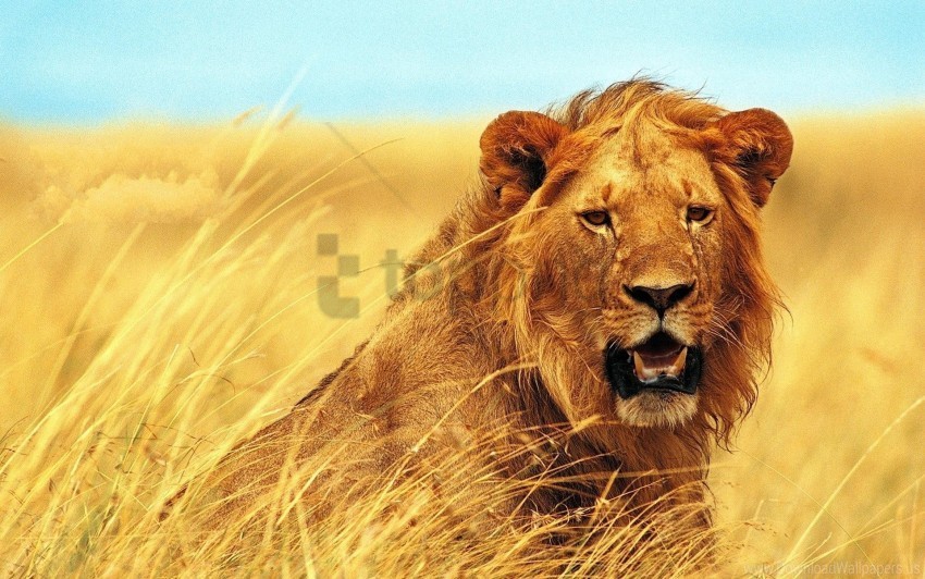face grass lion teeth wind wallpaper PNG with clear overlay