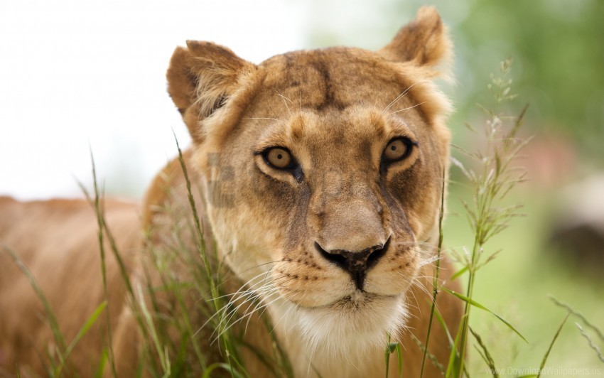 Face Grass Lion Wallpaper PNG With Transparent Overlay