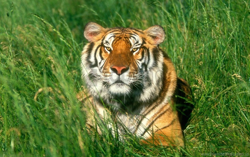 face grass predator tiger wallpaper PNG Image Isolated with Transparency