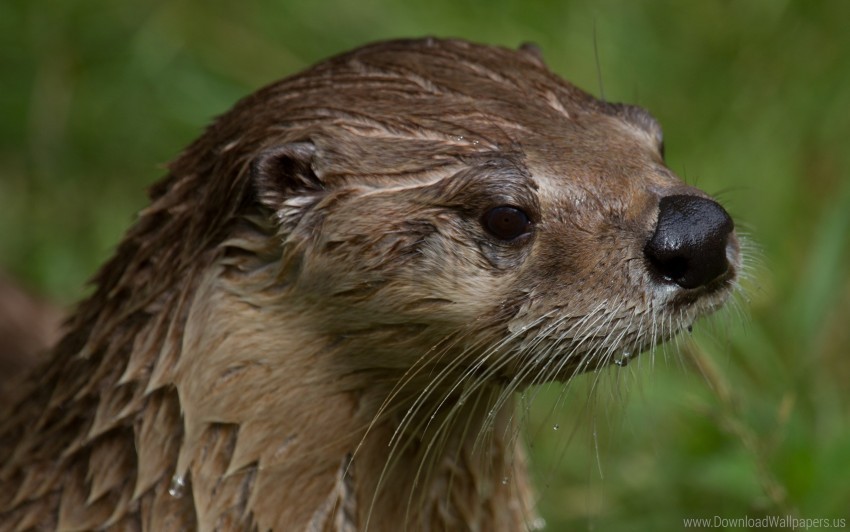 face hair otter wet wallpaper PNG clipart with transparency
