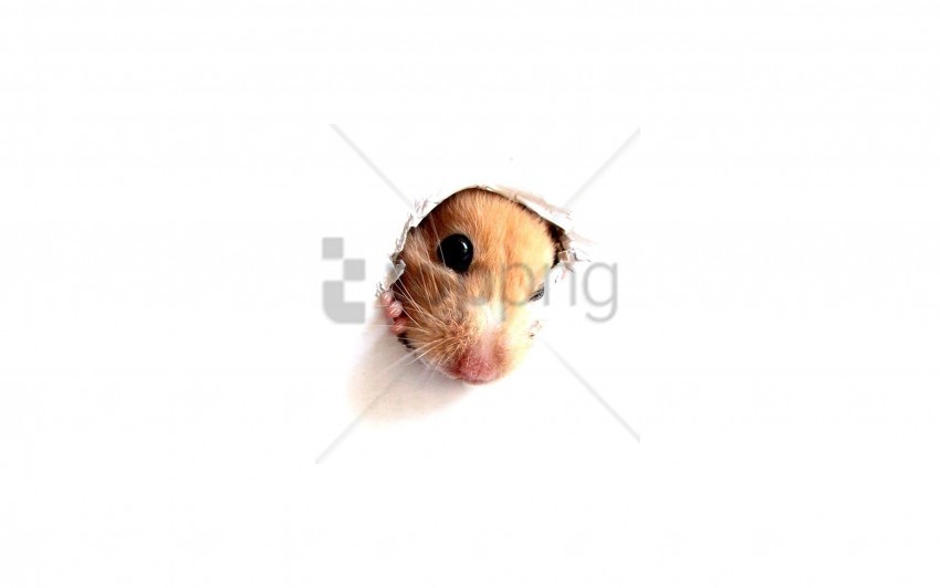 face hamster hole paper rodent wallpaper PNG transparent pictures for projects