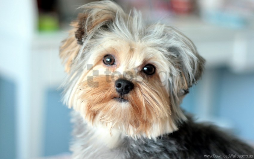 face handsome well-groomed yorkshire terrier wallpaper PNG Image with Clear Background Isolated