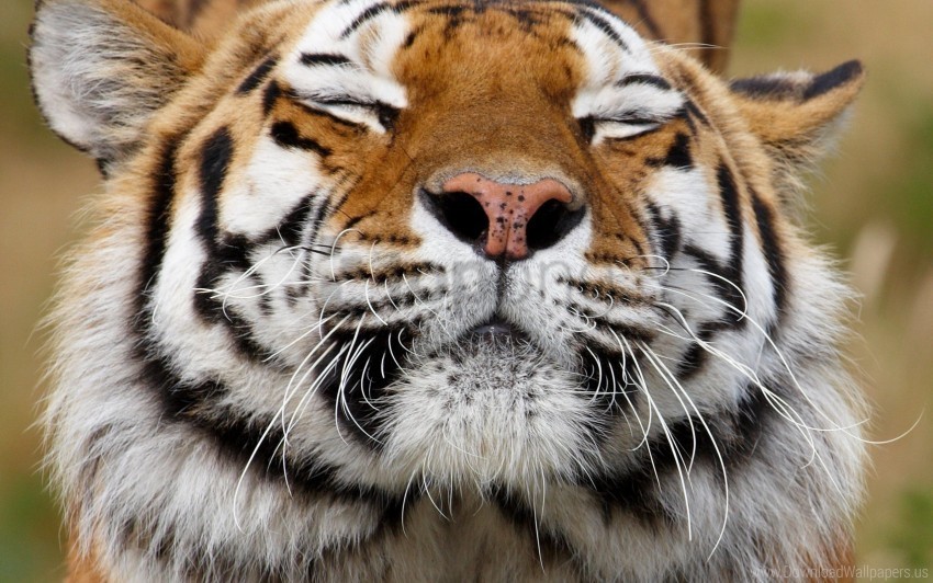 face happy predator tiger wallpaper PNG files with transparent canvas collection