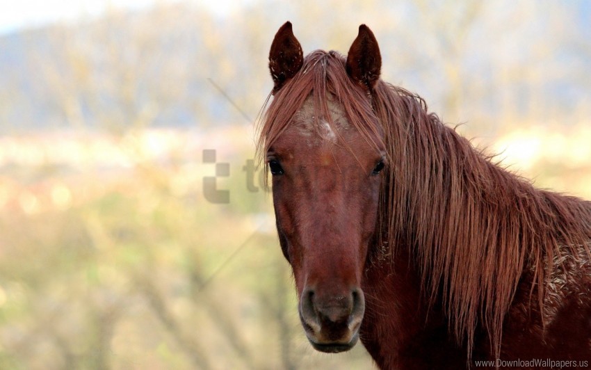 face head horse mane wallpaper Isolated Design in Transparent Background PNG