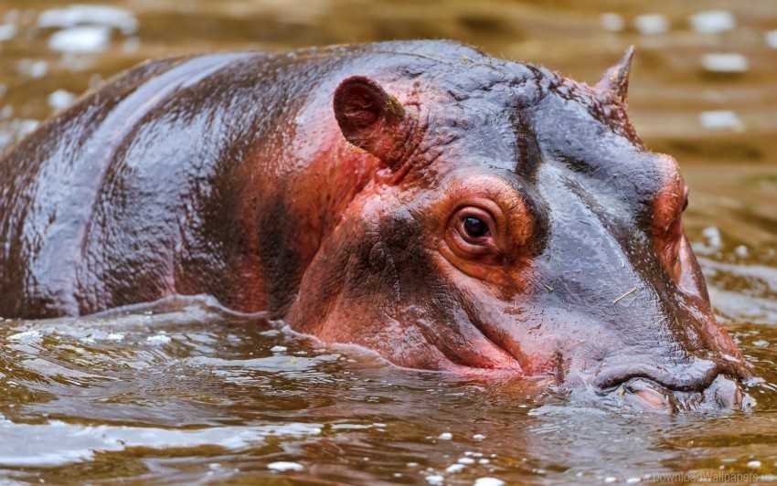 face hippopotamus hunt swim water wallpaper PNG graphics with alpha transparency bundle