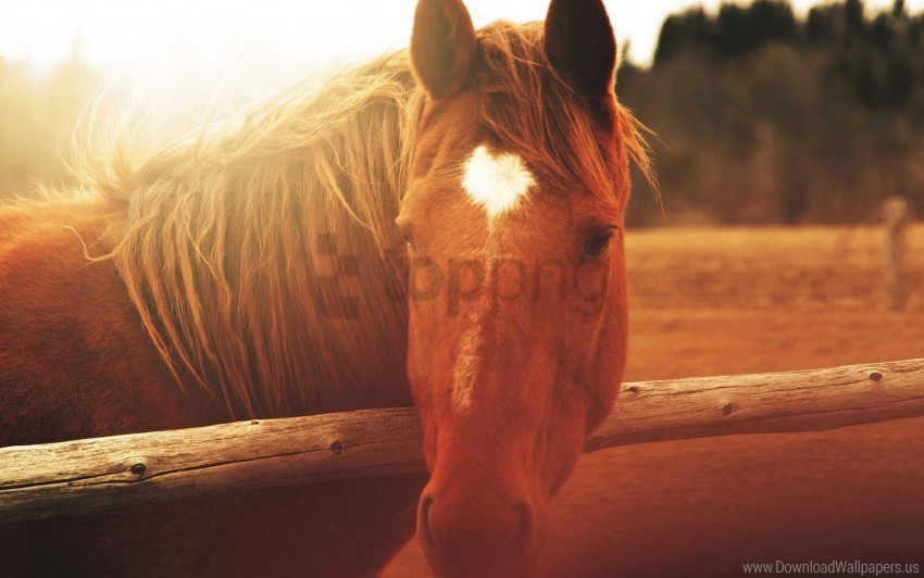 Face Horse Light Mane Wallpaper Clean Background Isolated PNG Graphic Detail