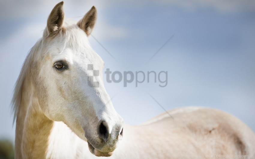 Face Horse Light Sky Wallpaper PNG Files With No Backdrop Pack