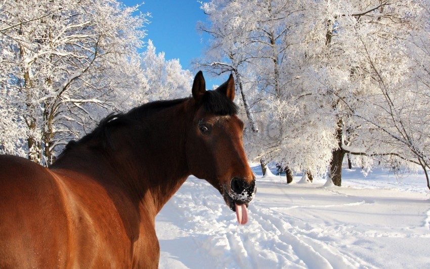 face horse nature snow tongue winter wallpaper HighQuality Transparent PNG Isolated Art