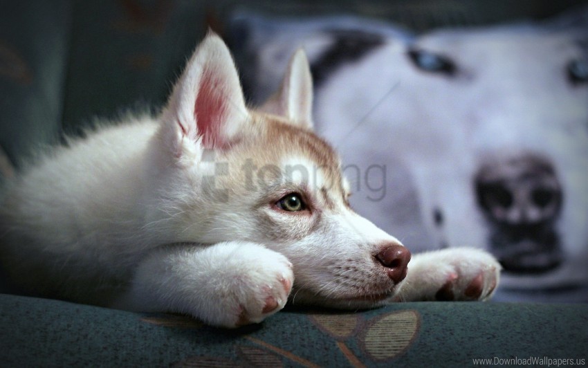 face husky loyalty puppy sadness suspense wallpaper Transparent PNG pictures for editing