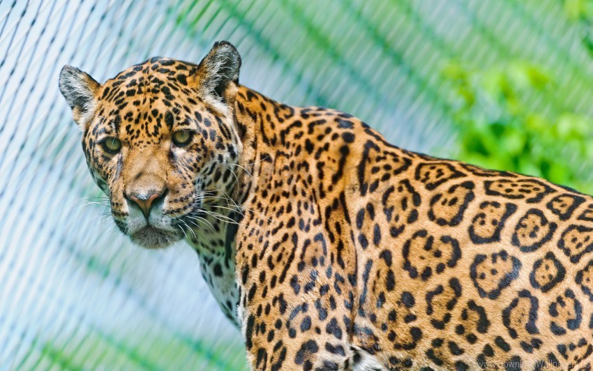 face jaguar look look back predator spotted wallpaper Transparent background PNG images selection