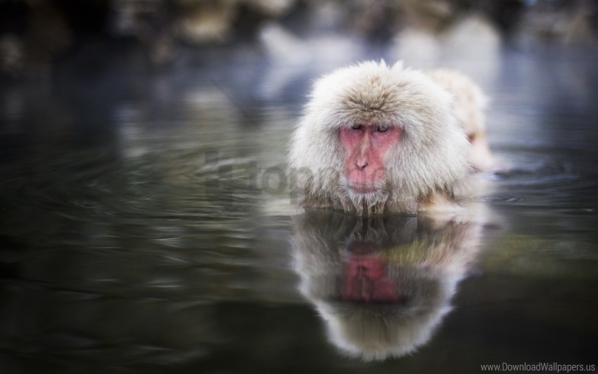 face japanese macaque swimming water wallpaper Clear image PNG