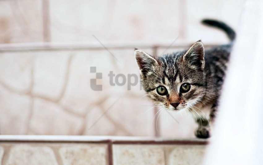 face kitten look out wallpaper Clear background PNG elements