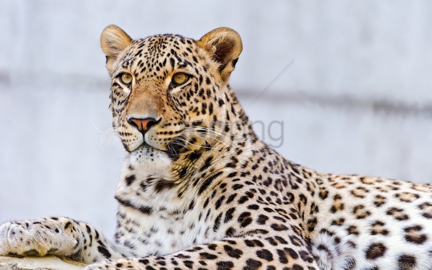face leopard lying predator wallpaper HighQuality Transparent PNG Isolated Art