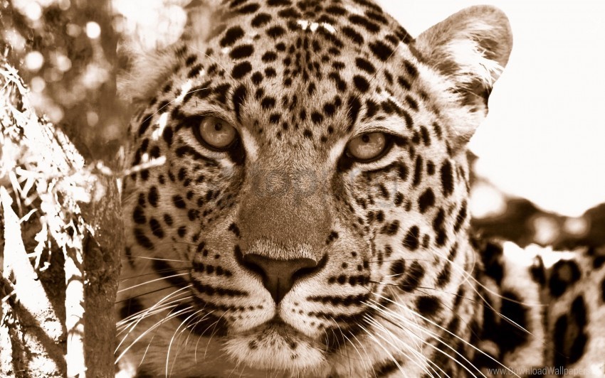 face leopard sadness spotted wallpaper PNG Graphic with Isolated Clarity