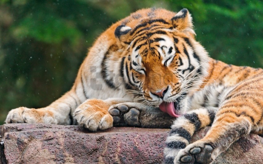 face licking predator stone tiger wallpaper PNG transparent design bundle