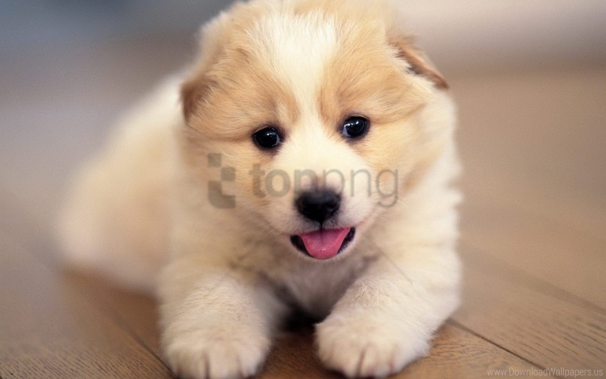face lie puppy wallpaper Transparent PNG Isolated Graphic Detail