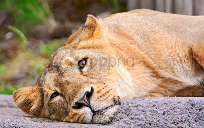 Face Lies Lion Wallpaper PNG Images Alpha Transparency