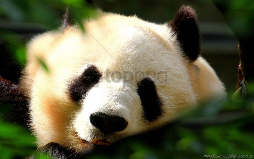 face light panda sweet wallpaper Alpha channel PNGs