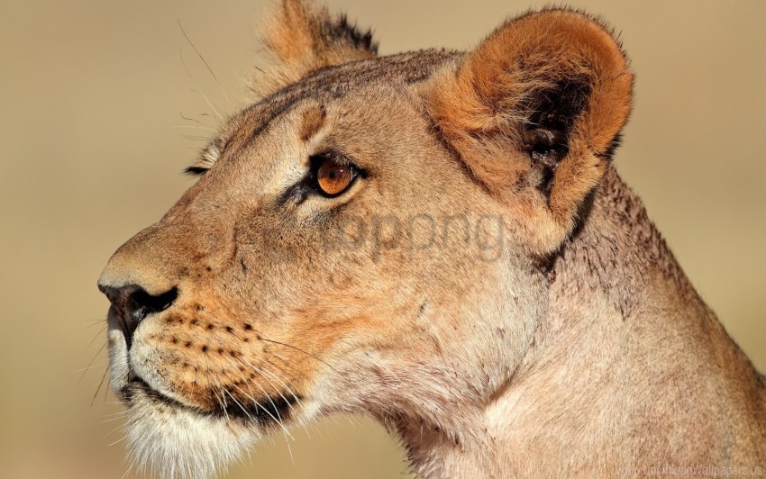 face lion lioness pro wallpaper PNG images without watermarks