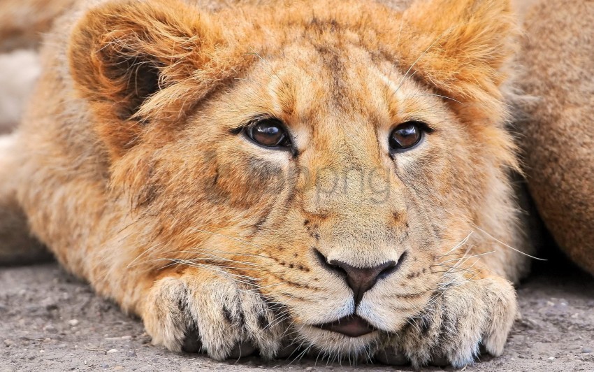 face lion look nose waiting wallpaper PNG Graphic with Transparency Isolation