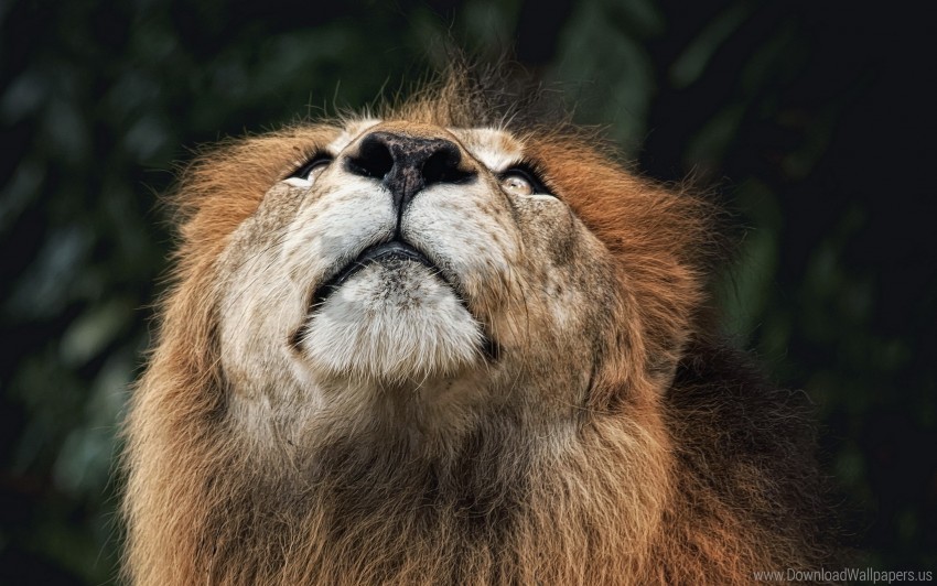 face lion looking upwards nose wallpaper Clear background PNG clip arts