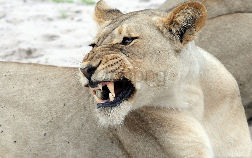 face lion predator wallpaper Transparent PNG Isolated Graphic with Clarity