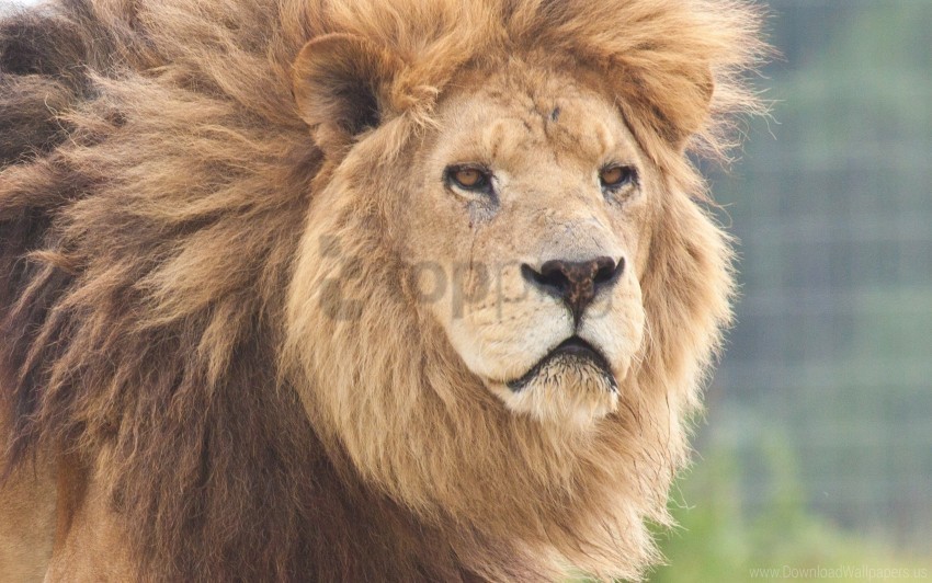 face lion predator wallpaper High-resolution transparent PNG images variety