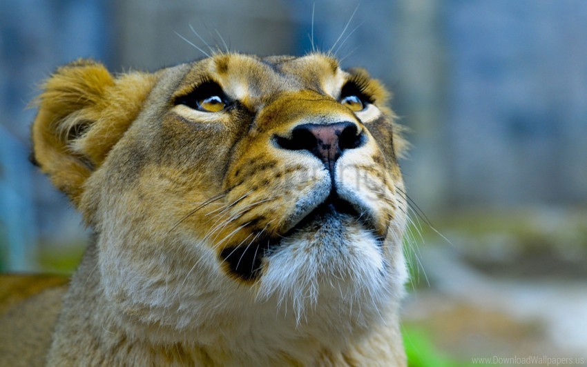 face lioness look up wallpaper Transparent PNG Isolated Graphic Detail