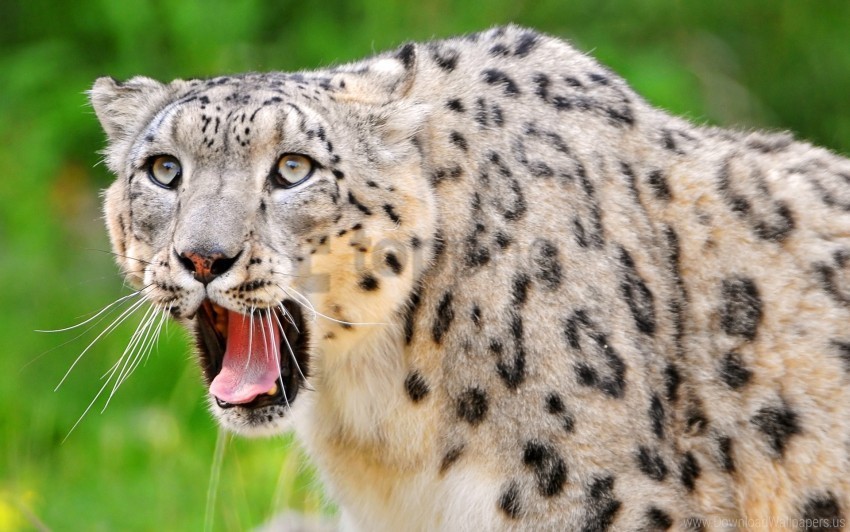 face look open mouth predator snow leopard teeth wallpaper Clear background PNG graphics