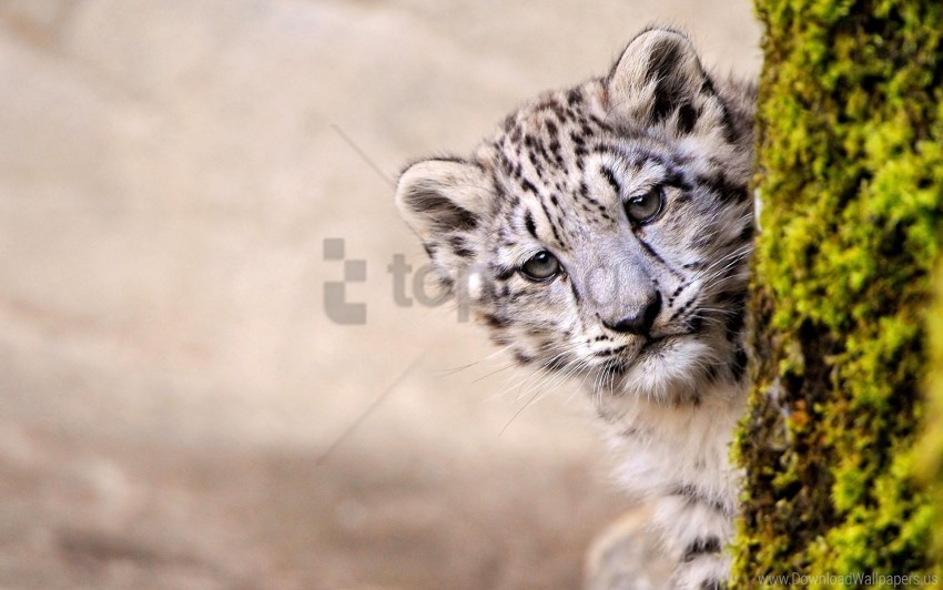 face look out snow leopard tree young wallpaper PNG images with clear cutout