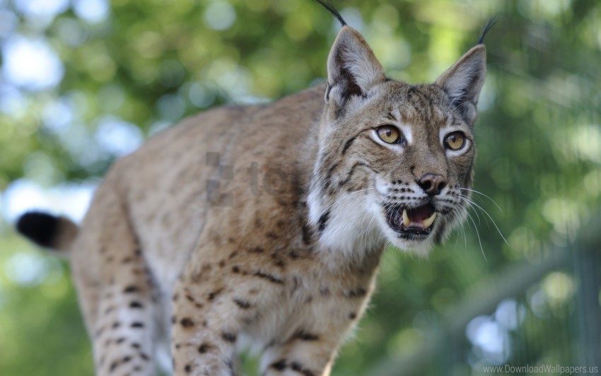 face lynx predator teeth wallpaper PNG images with alpha channel diverse selection