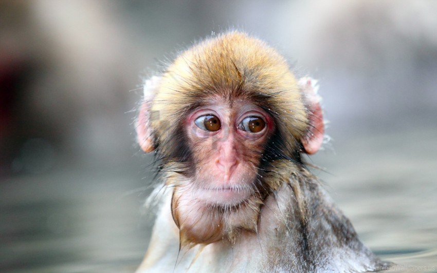 face monkey sad sight wet wallpaper PNG graphics with transparency