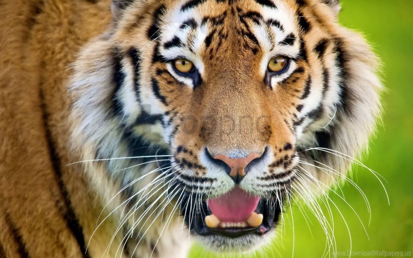 face open mouth predator surprise tiger wallpaper PNG transparent photos for presentations