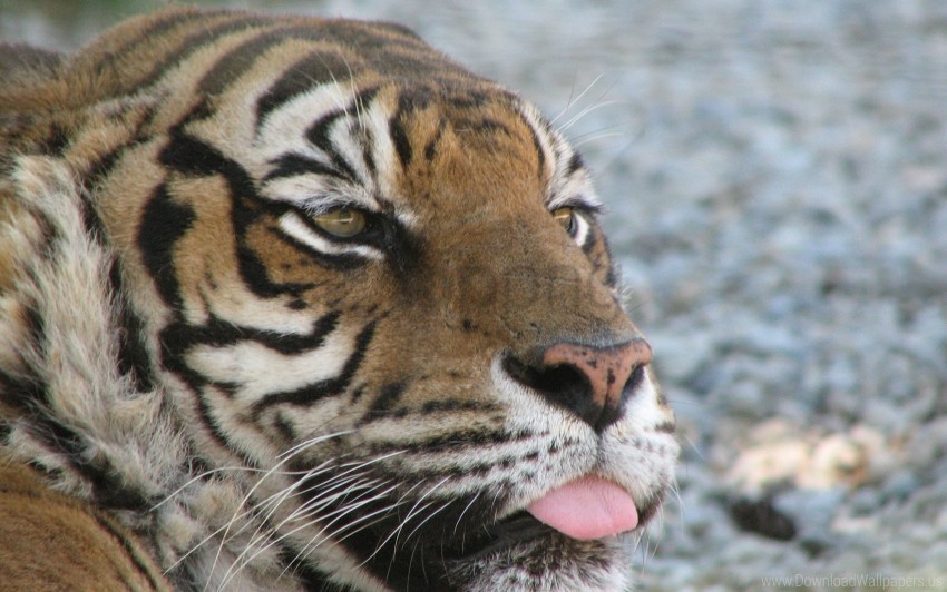 face predator protruding tongue tiger wallpaper HighQuality Transparent PNG Isolation