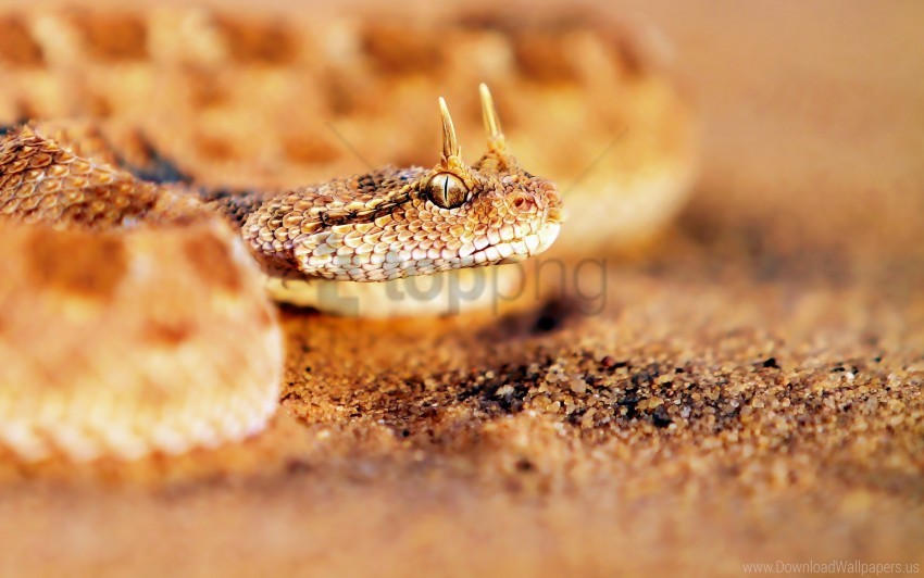 face predatory sand snake wallpaper Free PNG images with transparent background