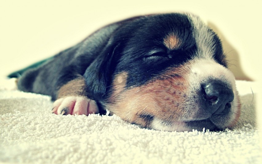 Face Puppy Sleep Spotted Wallpaper PNG With Transparency And Isolation