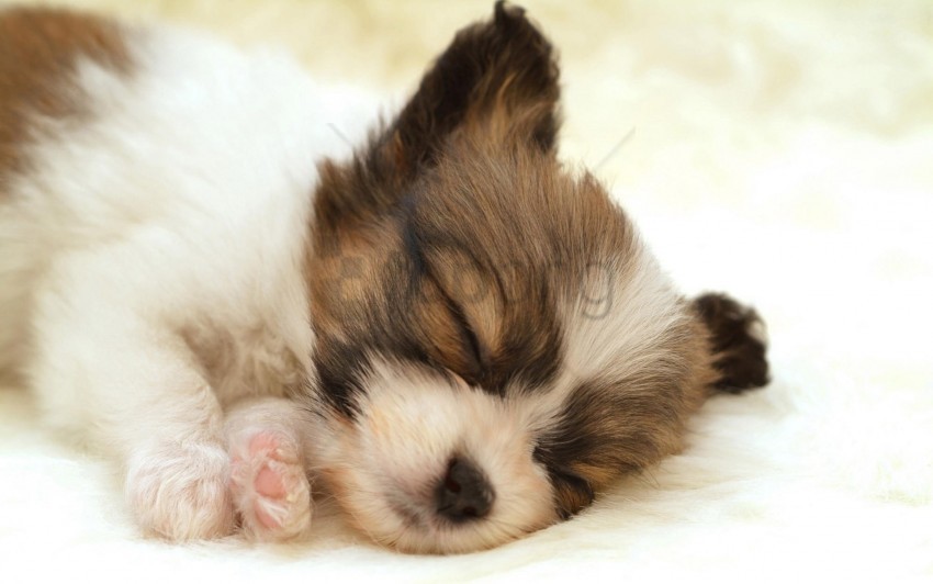 face puppy sleeping spotted wallpaper Clear PNG pictures assortment